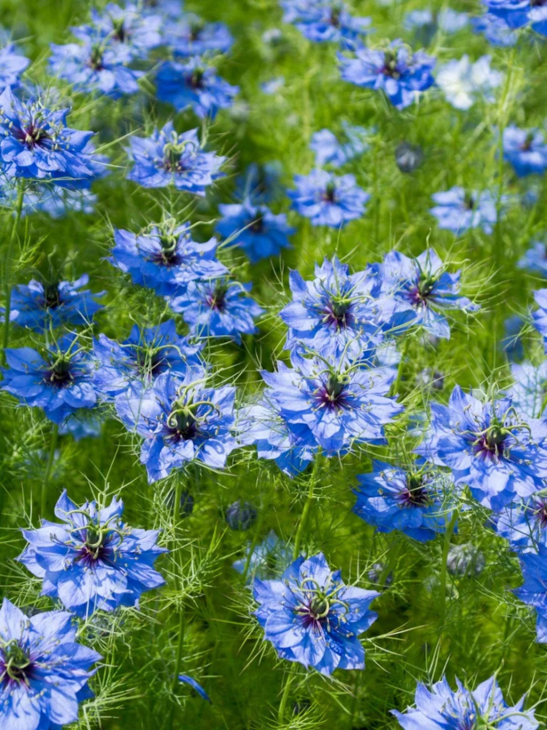 Blue Nigella Jekyll Flower seeds for Planting Bright Blooms, Heirloom & GMO Free Seeds for Home Garden vegetable and garden seeds