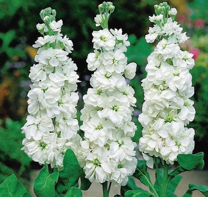 Heirloom Matthiola Flower seeds for Planting Vibrant Colors Heirloom & GMO Free Seeds for Home Garden