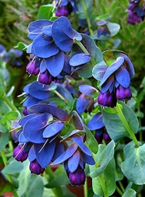 Premium Blue Shrimp Flower seeds for Planting Seasonal Bloomer, Heirloom & GMO Free Seeds for Home Garden seeds