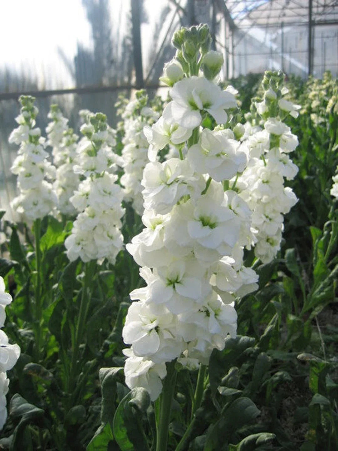 Heirloom Matthiola Flower seeds for Planting Vibrant Colors Heirloom & GMO Free Seeds for Home Garden