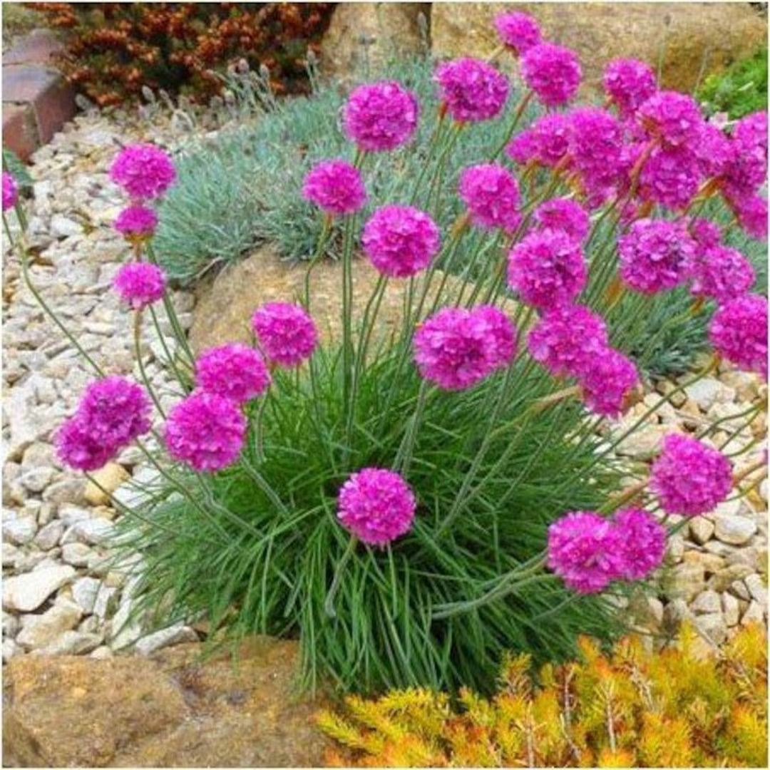 Premium Pink Thrift Joystick Flower seeds for Planting Perfect for Borders, Heirloom & GMO Free Seeds for Home Garden seeds