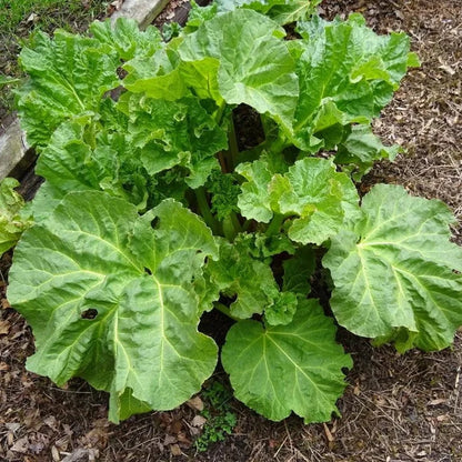 Glaskins Perpetual Rhubarb (Pieplant) Rheum rhabarbarum Vegetable Seeds