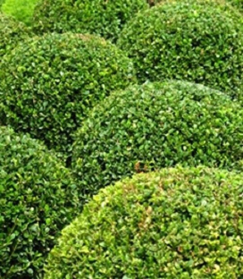 Premium Buxus Sempervirens Flower seeds for Planting Vibrant Colors, Heirloom & GMO Free Seeds for Home Garden seeds