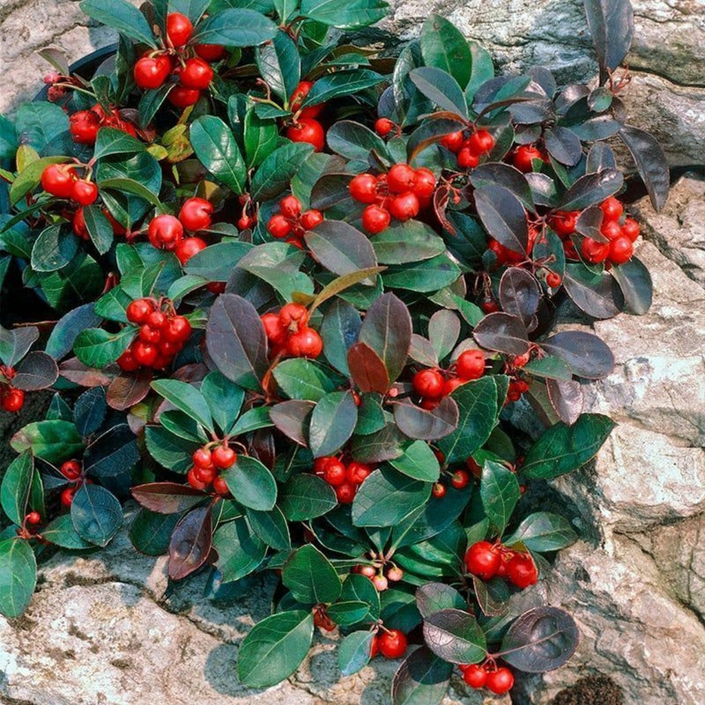 Red Gaultheria Flower seeds for Planting Pollinator Friendly, Heirloom & GMO Free Seeds for Home Garden seeds for planting