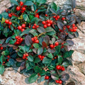 Red Gaultheria Flower seeds for Planting Pollinator Friendly, Heirloom & GMO Free Seeds for Home Garden seeds for planting