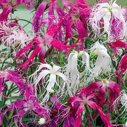 Dianthus Spooky Flower seeds for Planting Shade Tolerant Heirloom & GMO Free Seeds for Home Garden