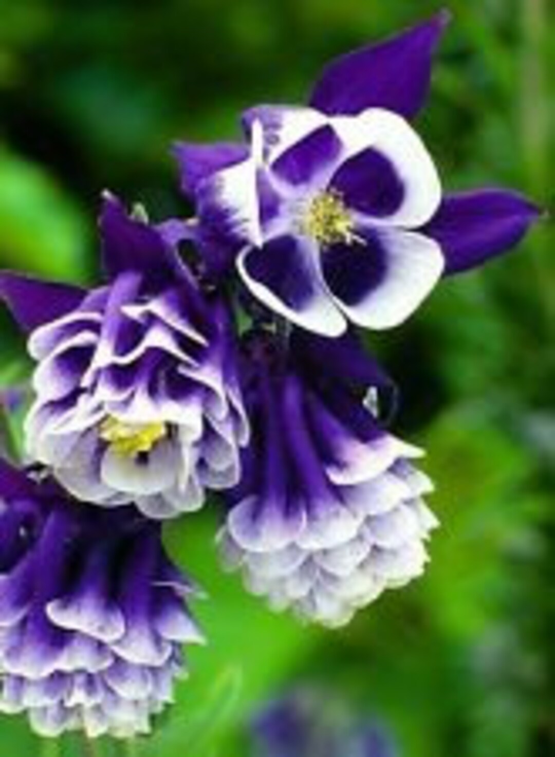 Premium White Violet Aquilegia Flower seeds for Planting Premium Quality, Heirloom & GMO Free Seeds for Home Garden seeds