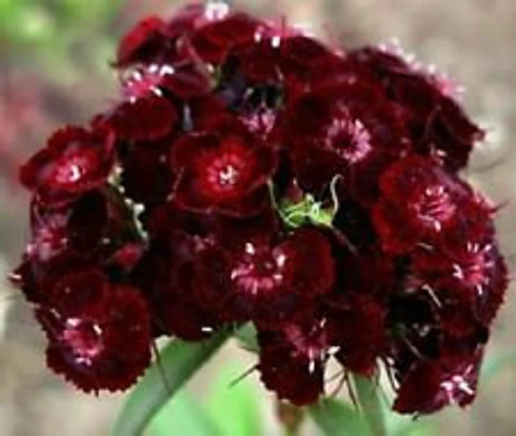 Premium Maroon William Dianthus Flower seeds for Planting Premium Quality, Heirloom & GMO Free Seeds for Home Garden seeds