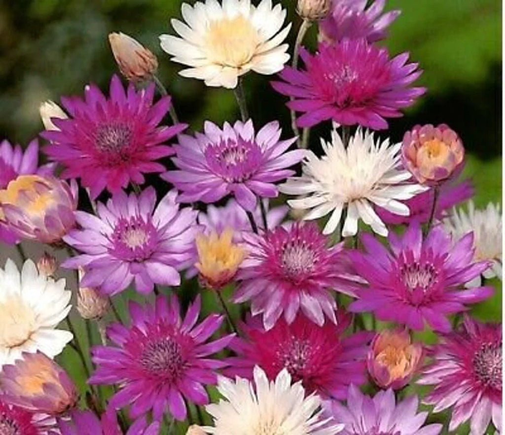 Mixed Xeranthemum Annum Flower seeds for Planting Colorful Display, Heirloom & GMO Free Seeds for Home Garden seeds for planting