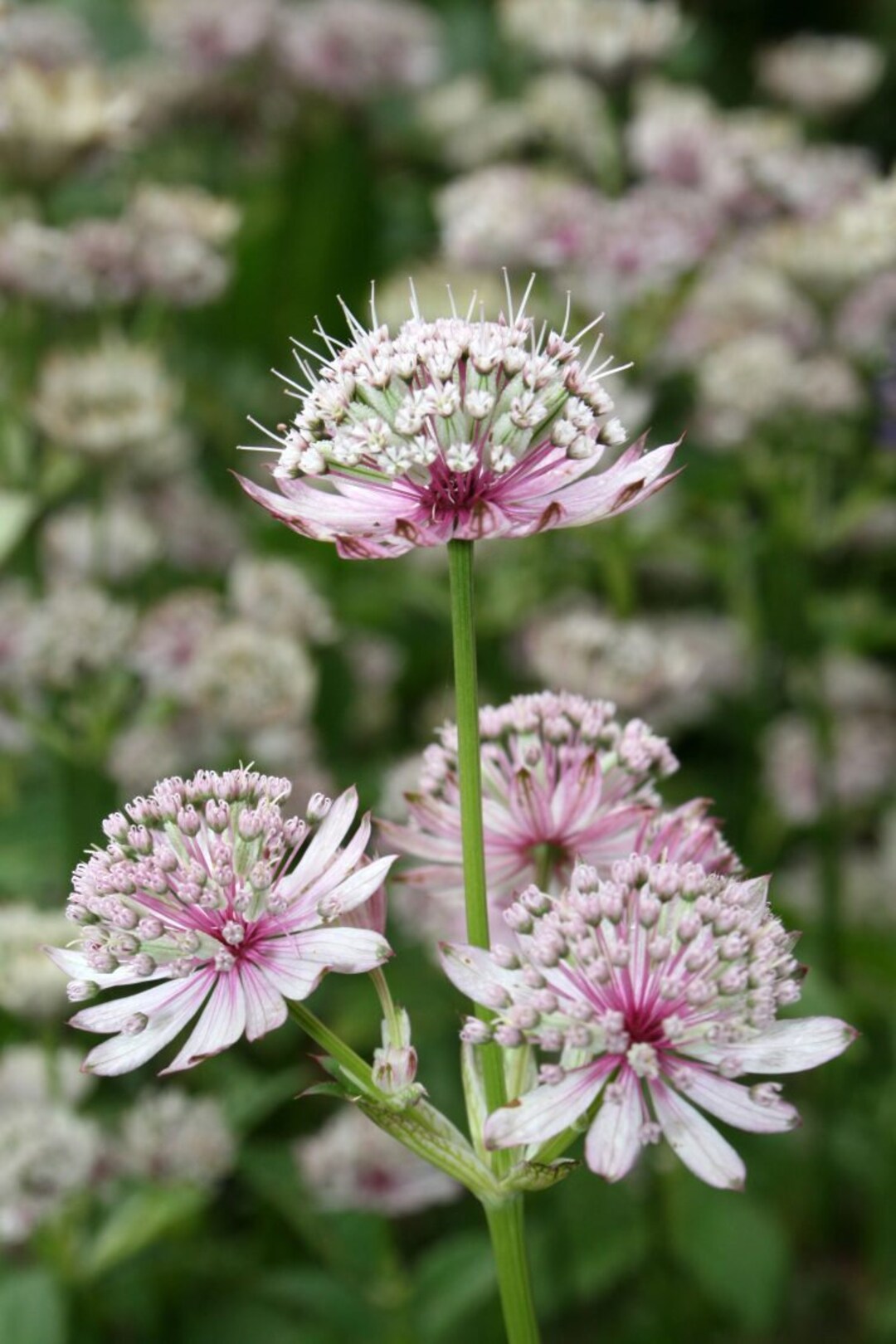 Heirloom Astrantia Flower seeds for Planting Cottage Garden Essential Heirloom & GMO Free Seeds for Home Garden