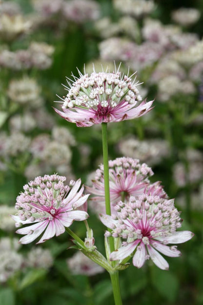 Heirloom Astrantia Flower seeds for Planting Cottage Garden Essential Heirloom & GMO Free Seeds for Home Garden