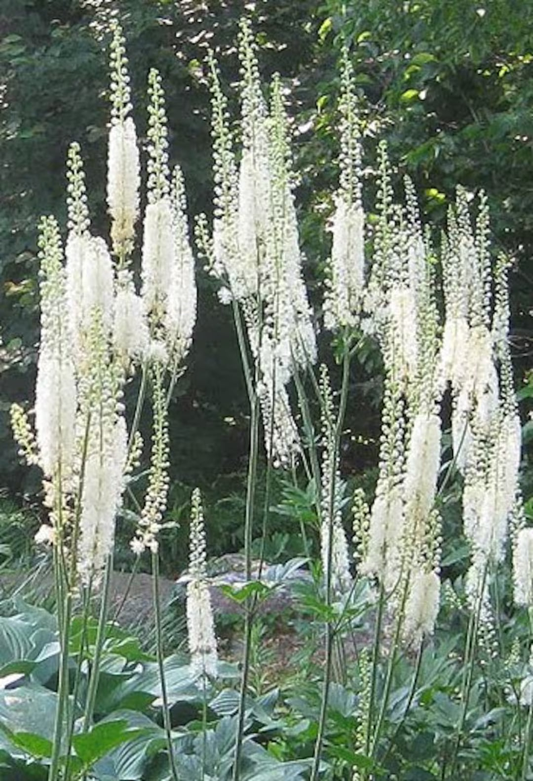 Cimicifuga Racemosa Flower seeds for Planting Hardy Variety Heirloom & GMO Free Seeds for Home Garden