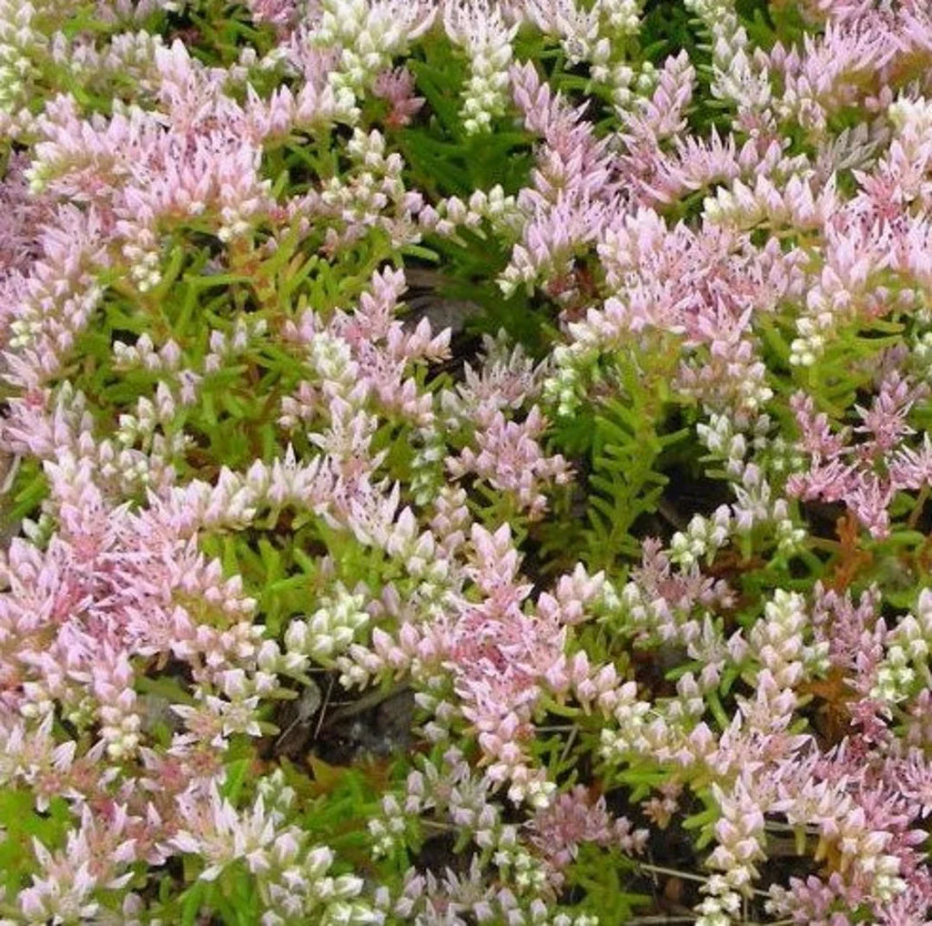Premium Pink White Sedum Pulchellum Flower seeds for Planting Sun Loving, Heirloom & GMO Free Seeds for Home Garden seeds