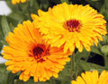 Yellow Calendula Flower seeds for Planting Drought Tolerant, Heirloom & GMO Free Seeds for Home Garden seeds for planting