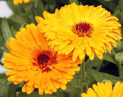 Calendula Marigold Flower seeds for Planting Cottage Garden Essential Heirloom & GMO Free Seeds for Home Garden