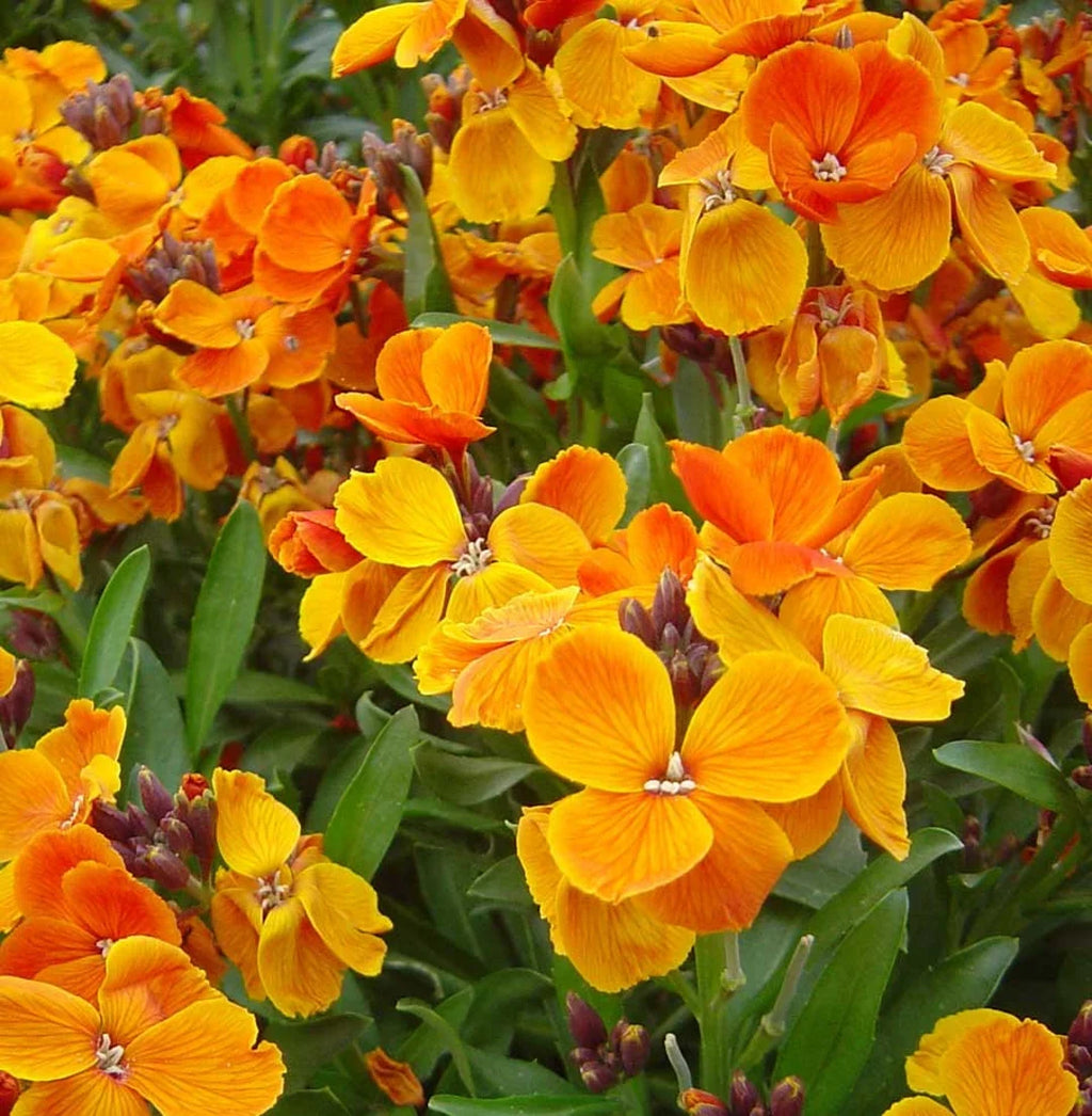 Yellow Wallflower Flower seeds for Planting Premium Quality, Heirloom & GMO Free Seeds for Home Garden vegetable and garden seeds