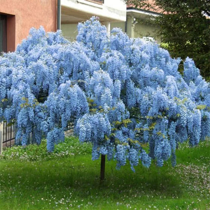 Blue Wisteria Flower seeds for Planting Seasonal Bloomer Heirloom & GMO Free Seeds for Home Garden