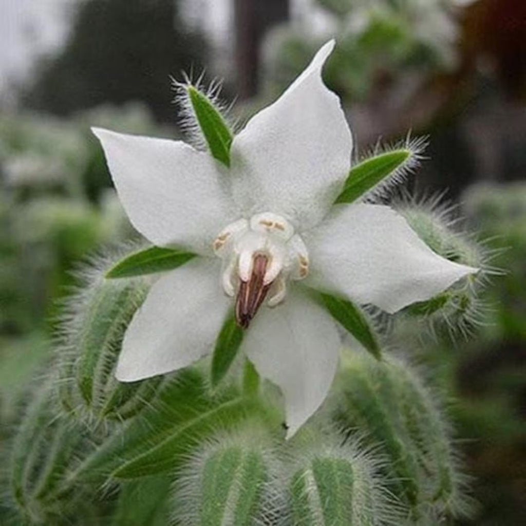 Premium White Borage Flower seeds for Planting Garden Favorite, Heirloom & GMO Free Seeds for Home Garden seeds