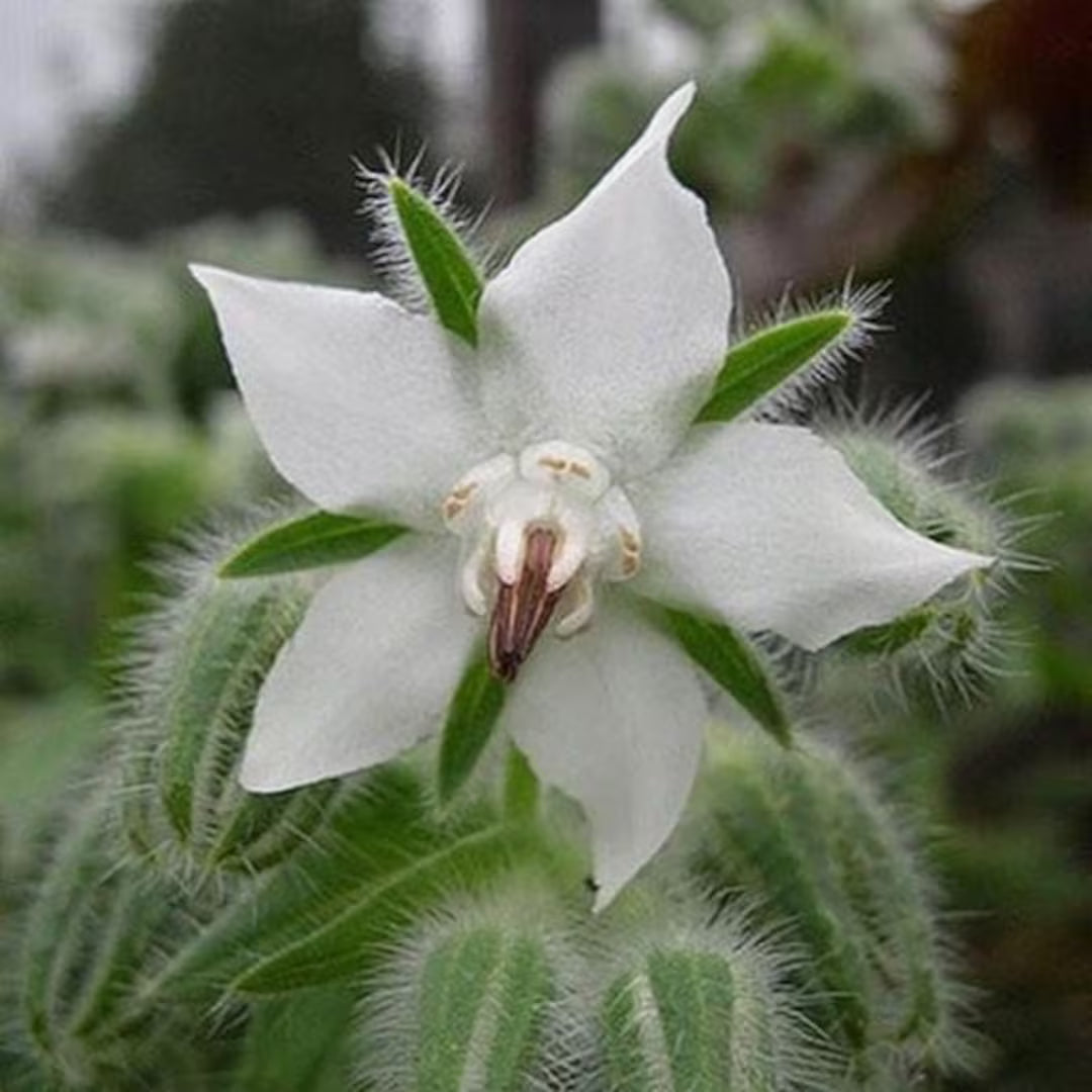Premium White Borage Flower seeds for Planting Garden Favorite, Heirloom & GMO Free Seeds for Home Garden seeds