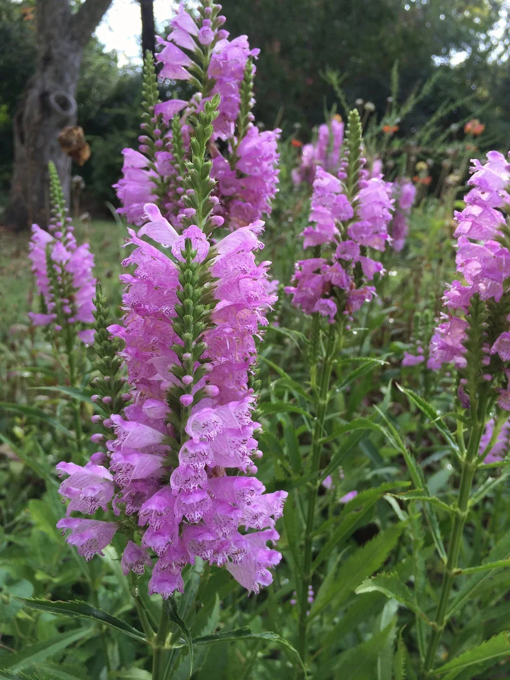 Pink Physostegia Flower seeds for Planting Bright Blooms, Heirloom & GMO Free Seeds for Home Garden vegetable and garden seeds