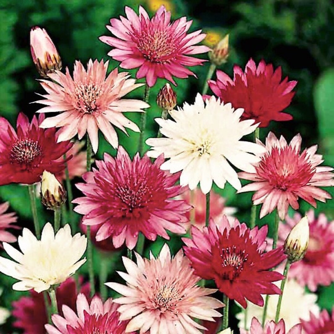 Premium Xeranthemum Annuum Flower seeds for Planting Wildflower Mix, Heirloom & GMO Free Seeds for Home Garden seeds