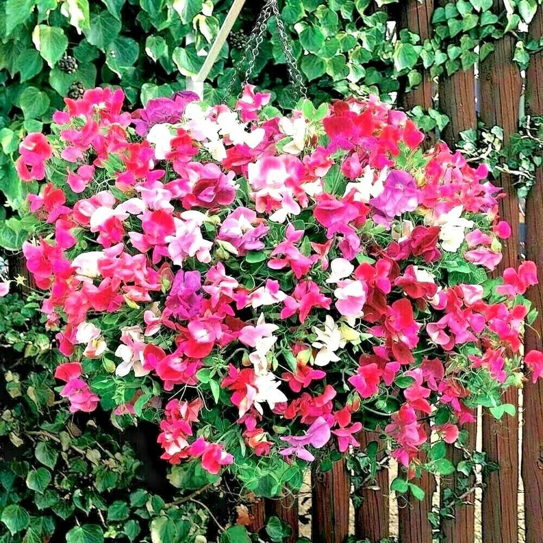Sweet Pea Knee Flower seeds for Planting Drought Tolerant Heirloom & GMO Free Seeds for Home Garden