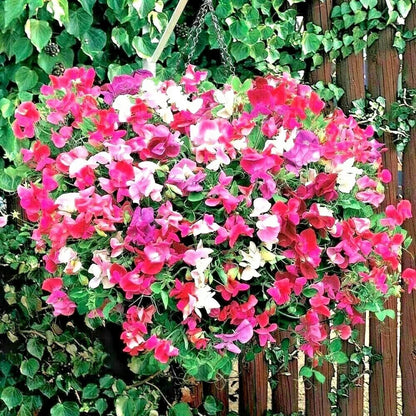 Sweet Pea Knee Flower seeds for Planting Drought Tolerant Heirloom & GMO Free Seeds for Home Garden