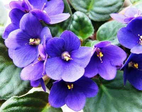 Premium African Violet Delosperma Flower seeds for Planting Hardy Variety, Heirloom & GMO Free Seeds for Home Garden seeds