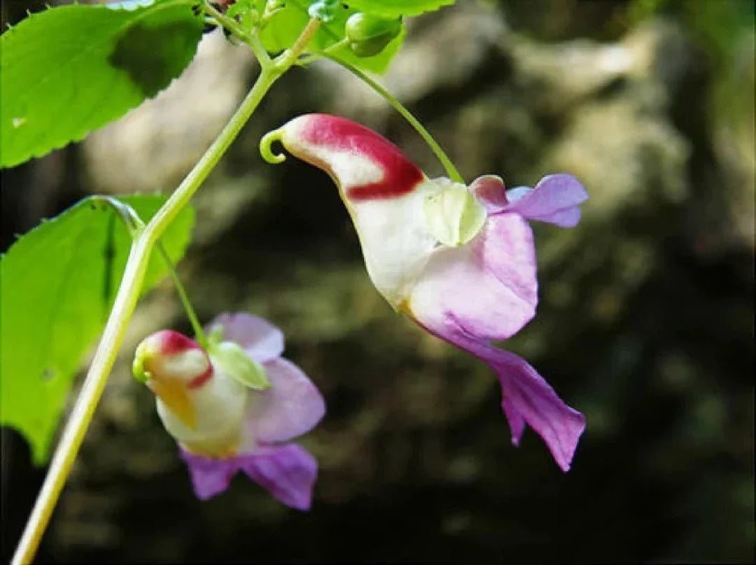 High quality Parrot Orchid Flower seeds for Planting Shade Tolerant, Heirloom & GMO Free Seeds for Home Garden seeds pack