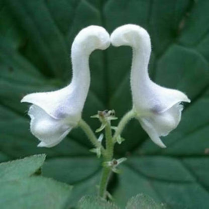 Swan Flower seeds for Planting Fragrant Blossoms Heirloom & GMO Free Seeds for Home Garden