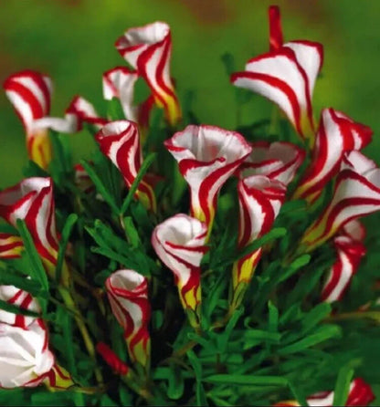 Oxalis Versicolor Flower seeds for Planting Seasonal Bloomer Heirloom & GMO Free Seeds for Home Garden