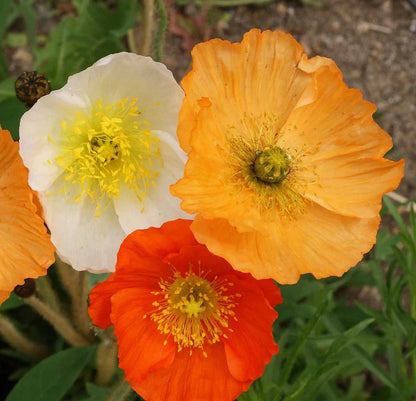 Nudicaule Flower seeds for Planting Fragrant Blossoms Heirloom & GMO Free Seeds for Home Garden