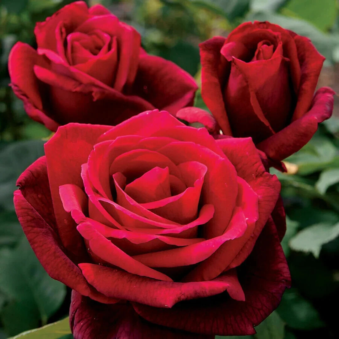 Rose Seeds Flower seeds for Planting, Bright Blooms Heirloom & GMO Free Seeds for Home Garden