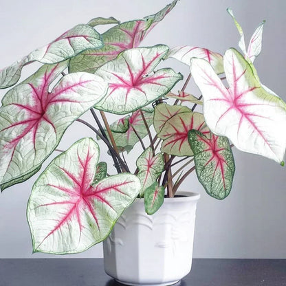 White Caladium Flower seeds for Planting - Colorful Display, Heirloom & GMO Free Seeds for Home Garden