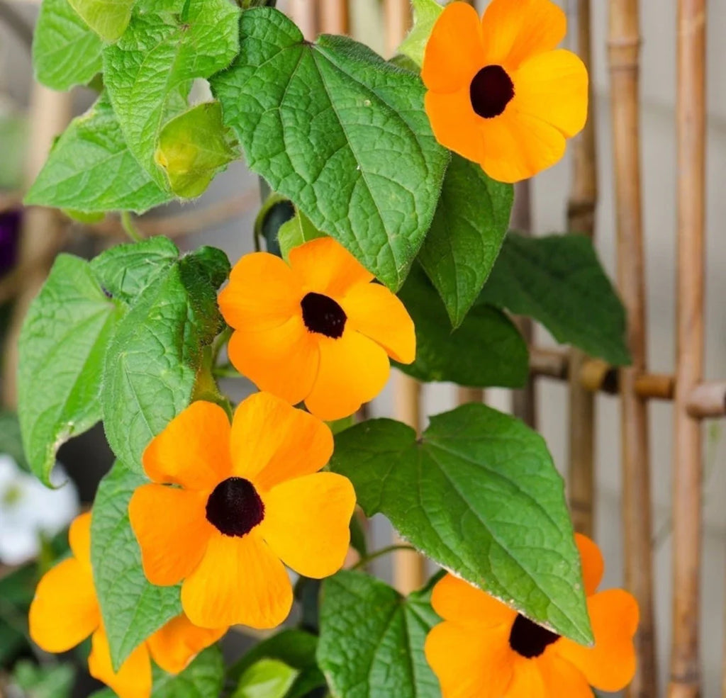 Premium Susan Flower seeds for Planting Drought Tolerant, Heirloom & GMO Free Seeds for Home Garden seeds