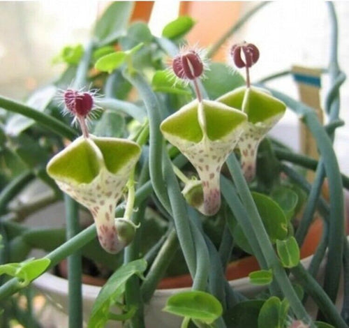 Ceropegia Flower seeds for Planting Easy to Grow, Heirloom & GMO Free Seeds for Home Garden seeds for planting