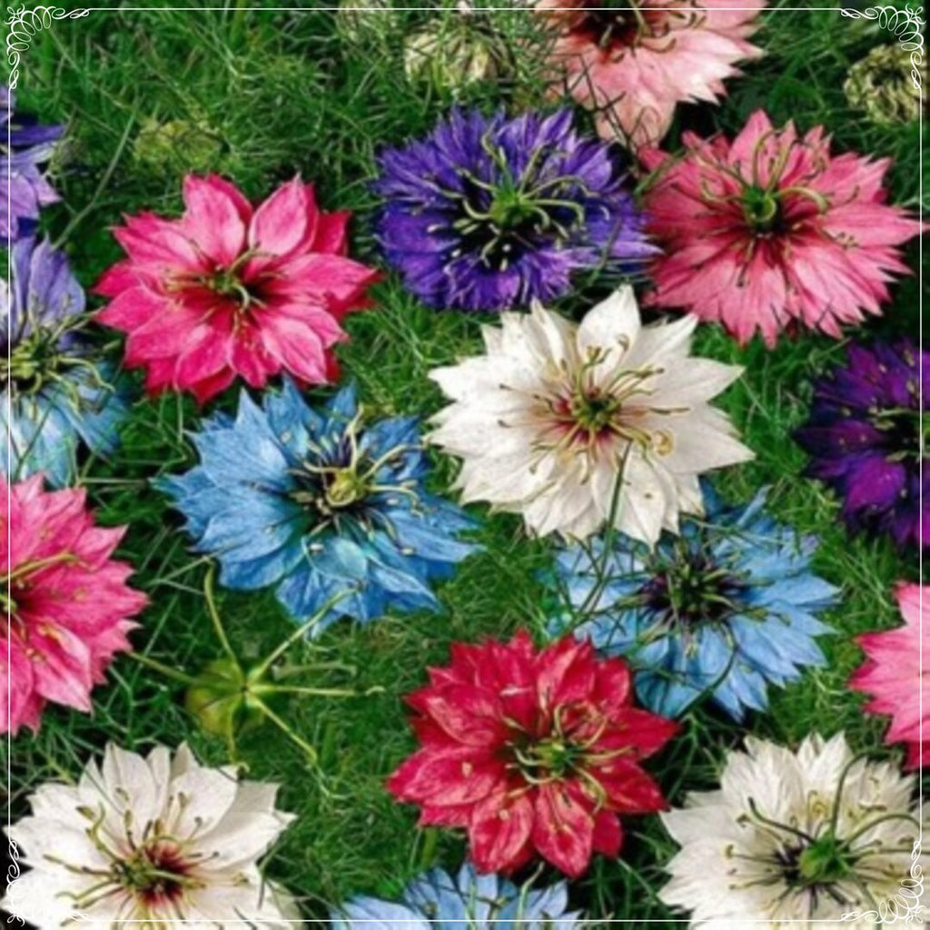 Premium Damascena Flower seeds for Planting Hardy Variety, Heirloom & GMO Free Seeds for Home Garden seeds