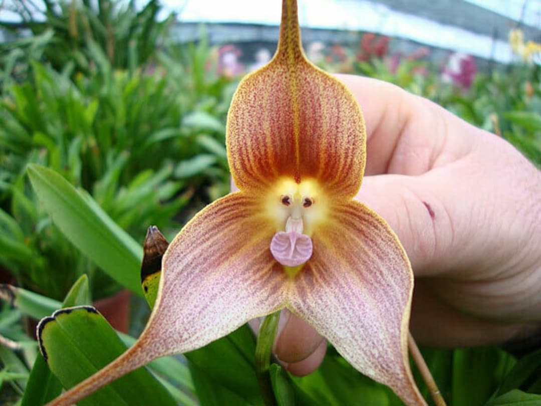 Monkey Orchid Flower seeds for Planting Drought Tolerant Heirloom & GMO Free Seeds for Home Garden