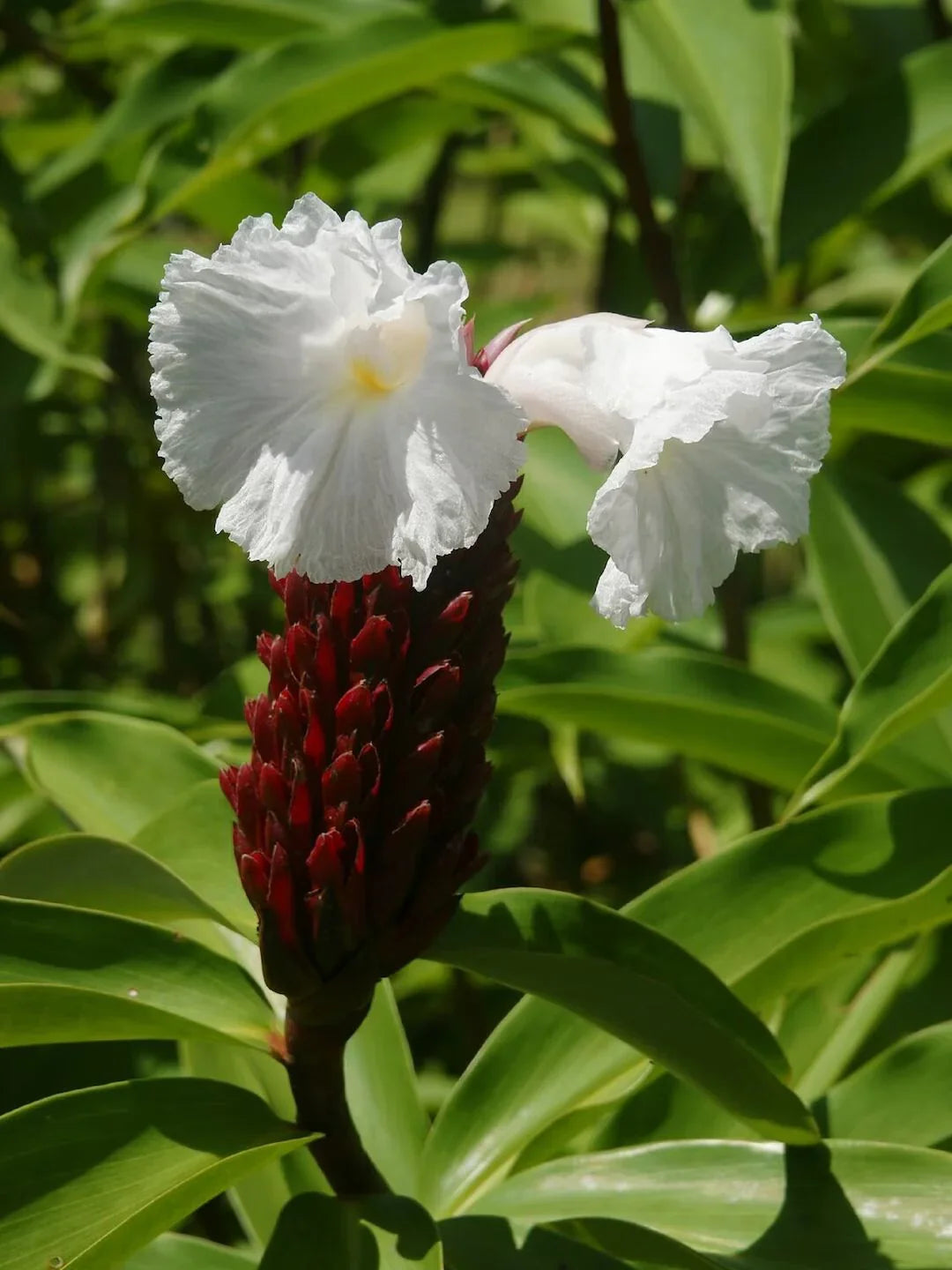 Heirloom Costus Barbatus Flower seeds for Planting Shade Tolerant Heirloom & GMO Free Seeds for Home Garden