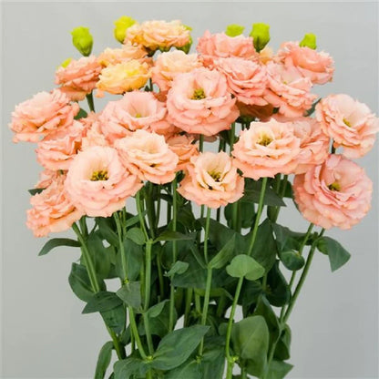 Orange Eustoma Lisianthus Flower Seeds for Planting, Heirloom Non-GMO Organic Garden Seeds