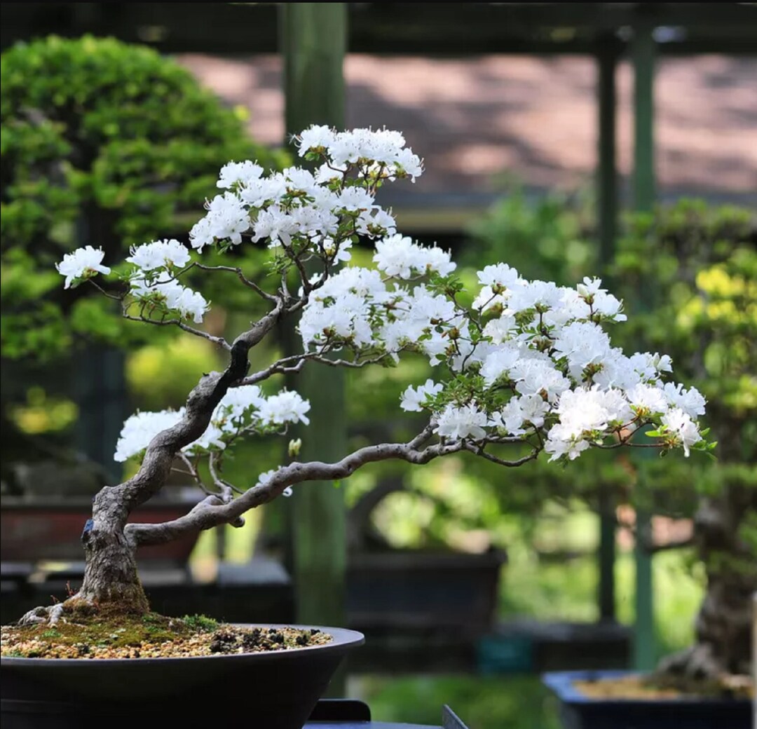 White Simsii Bonsai Flower seeds for Planting Drought Tolerant Heirloom & GMO Free Seeds for Home Garden