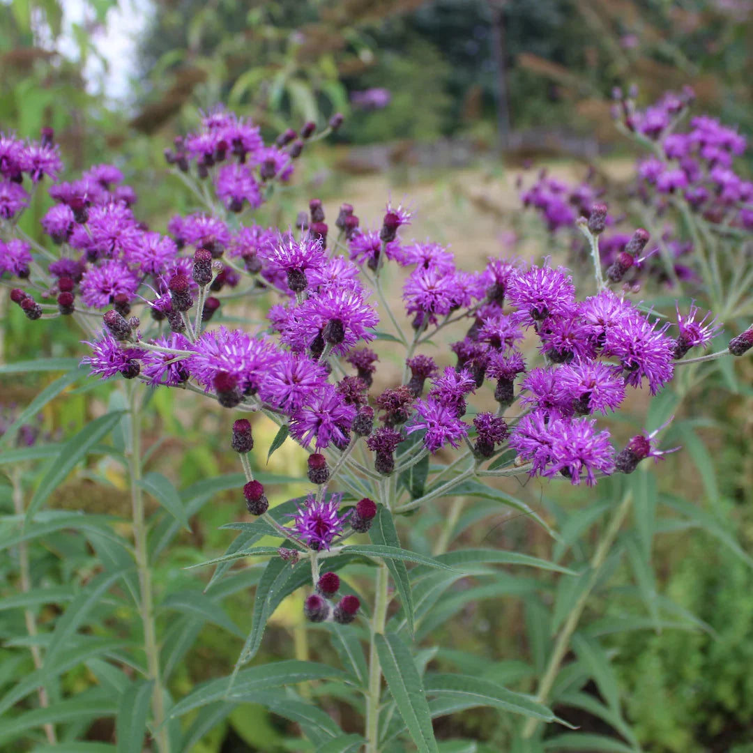 Vernonia Anthelmintica Flower seeds for Planting Cottage Garden Essential Heirloom & GMO Free Seeds for Home Garden