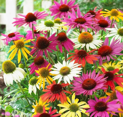 Echinacea Lustre Flower seeds for Planting Sun Loving Heirloom & GMO Free Seeds for Home Garden