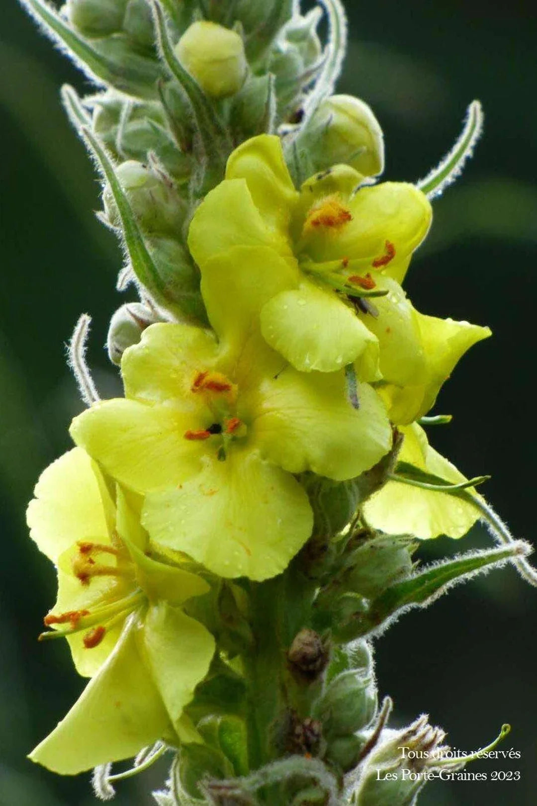 Green Verbascum Thapsus Flower seeds for Planting Low Maintenance, Heirloom & GMO Free Seeds for Home Garden vegetable and garden seeds