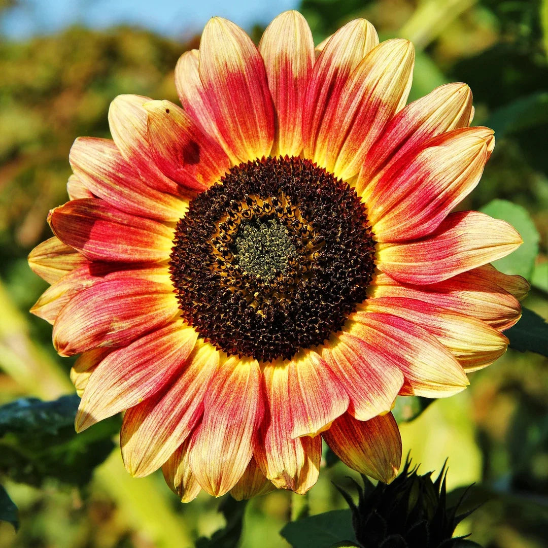 Orange Red SunFlower seeds for Planting Fragrant Blossoms, Heirloom & GMO Free Seeds for Home Garden vegetable and garden seeds