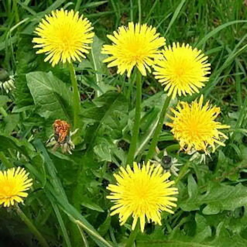 High quality Yellow Dandelion Flower seeds for Planting Perfect for Borders, Heirloom & GMO Free Seeds for Home Garden seeds pack