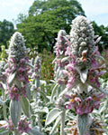 Lamb's Ear Flower seeds for Planting Compact Growth, Heirloom & GMO Free Seeds for Home Garden seeds for planting