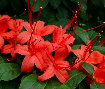 Azalea Flower seeds for Planting Low Maintenance Heirloom & GMO Free Seeds for Home Garden
