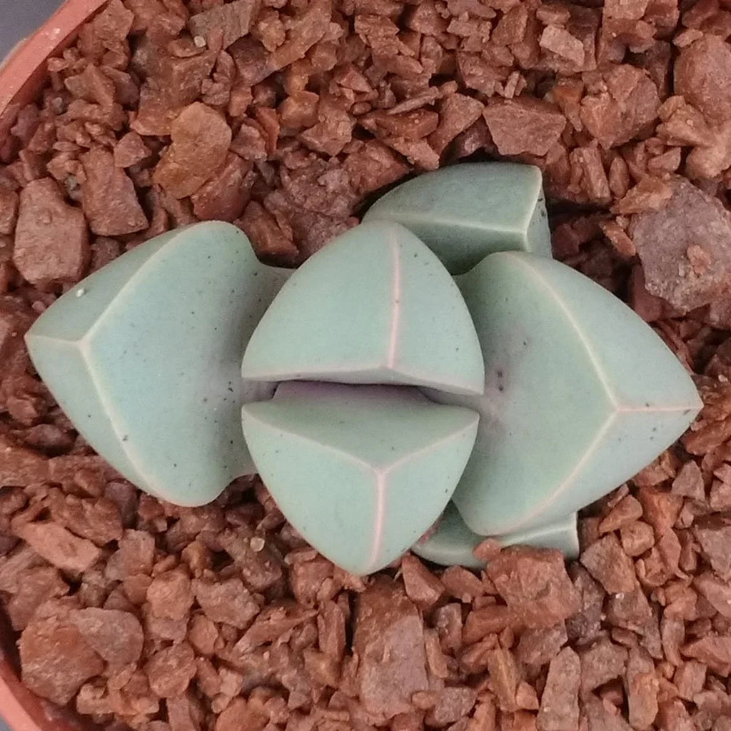 Premium Sea Green Lapidaria Margaretae Flower seeds for Planting Cut Flower Favorite, Heirloom & GMO Free Seeds for Home Garden seeds