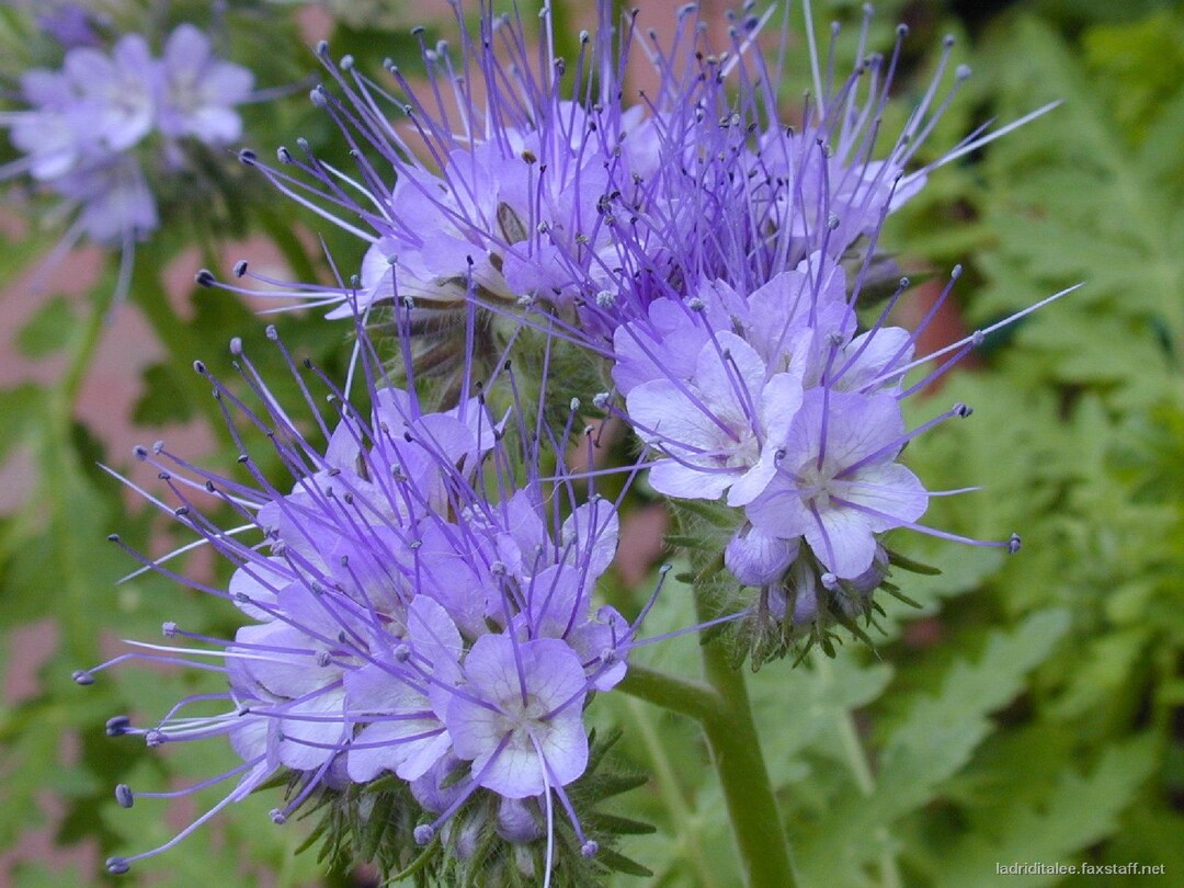 Premium Fiddleneck Flower seeds for Planting Hardy Variety, Heirloom & GMO Free Seeds for Home Garden seeds